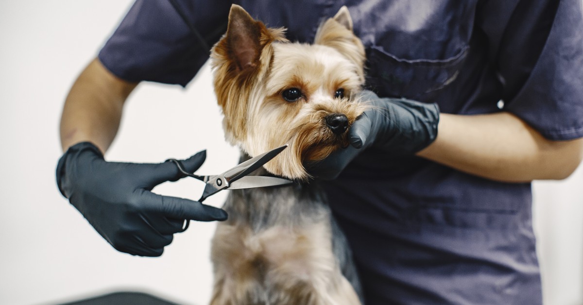 What Are the Health Benefits of Dog Grooming?